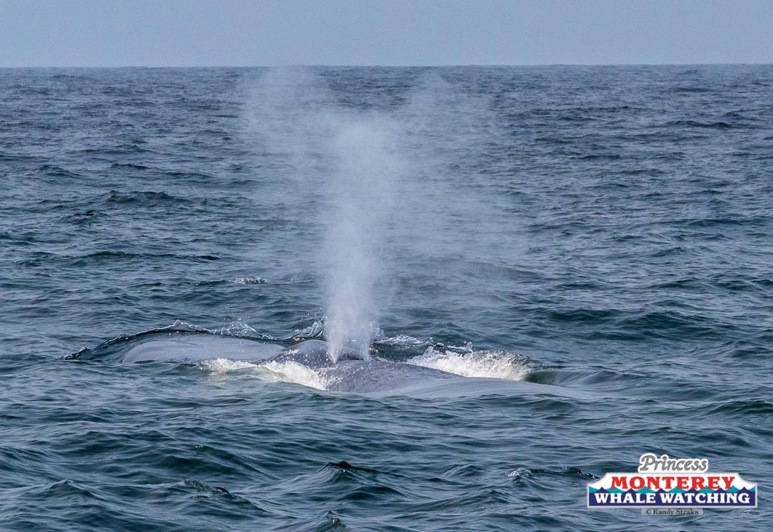 a whale jumping out of the water