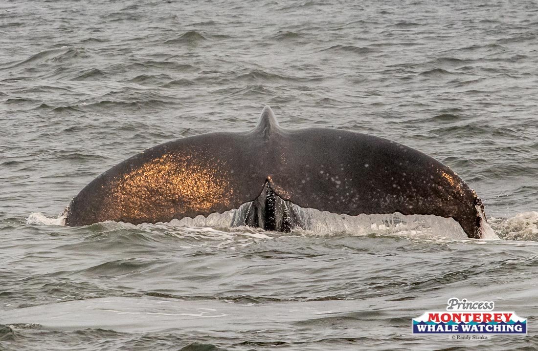 a whale swimming under water