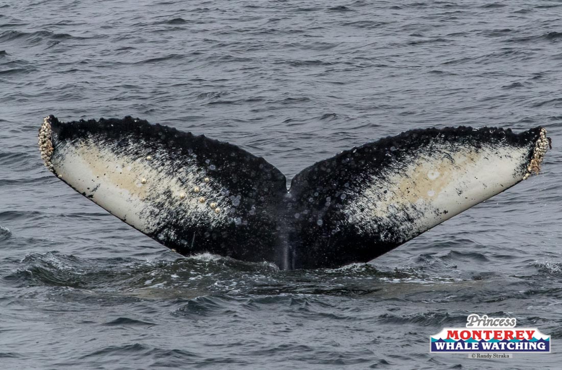 a whale jumping out of the water