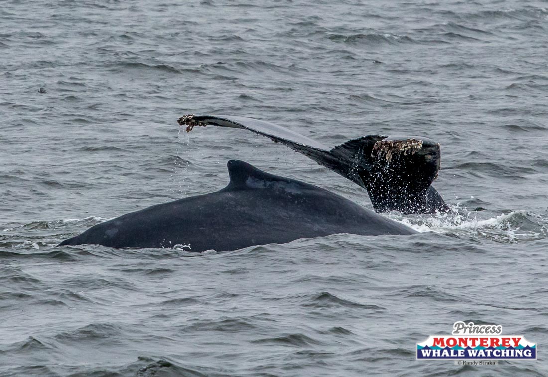 a whale jumping out of the water