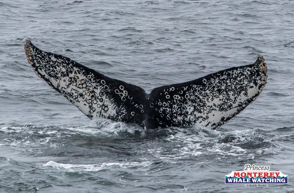 a whale jumping out of the water