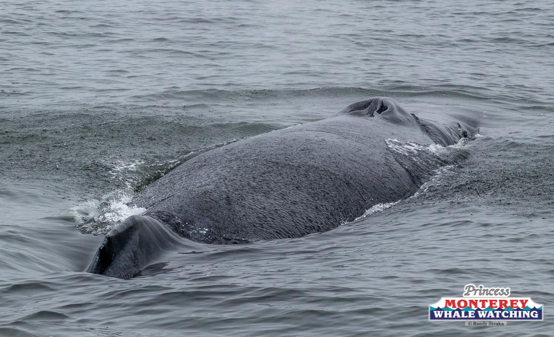 an animal swimming in the water