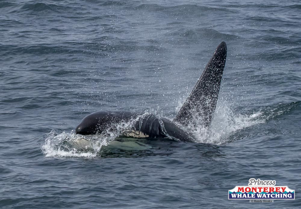 a whale jumping out of the water