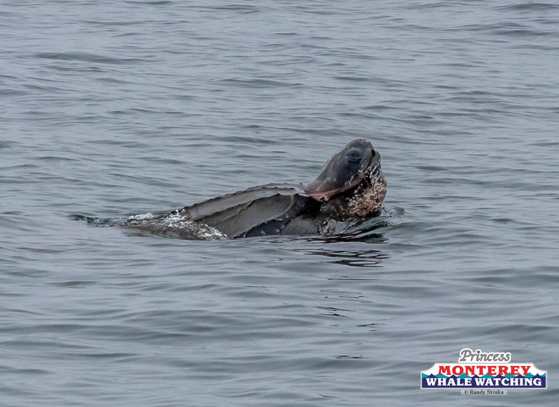 a dog swimming in a body of water