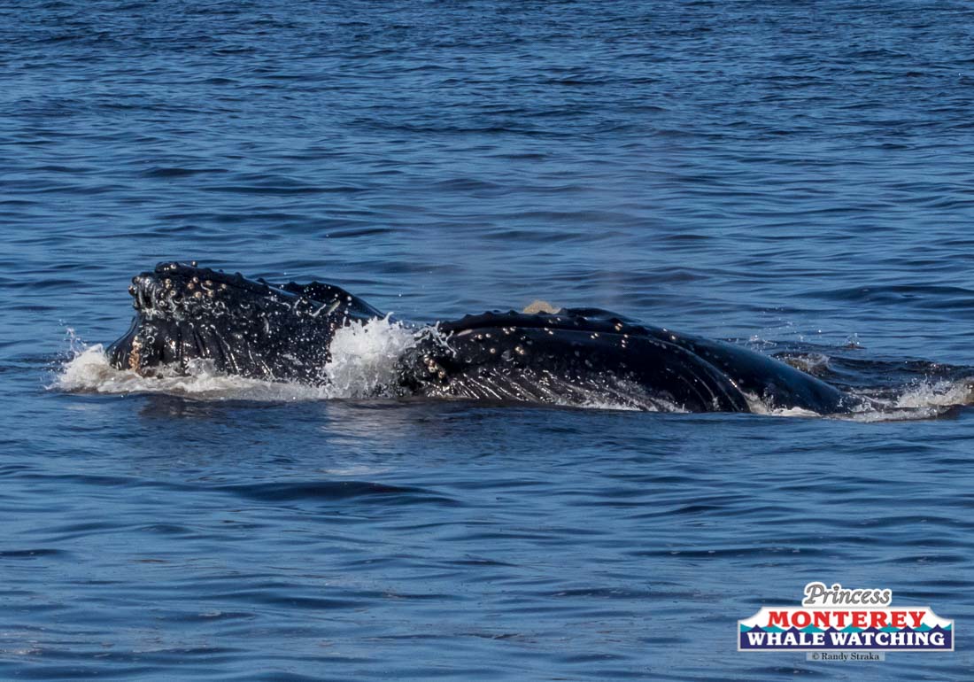 a whale swimming in the water