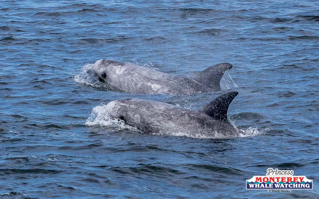 a small animal in a body of water