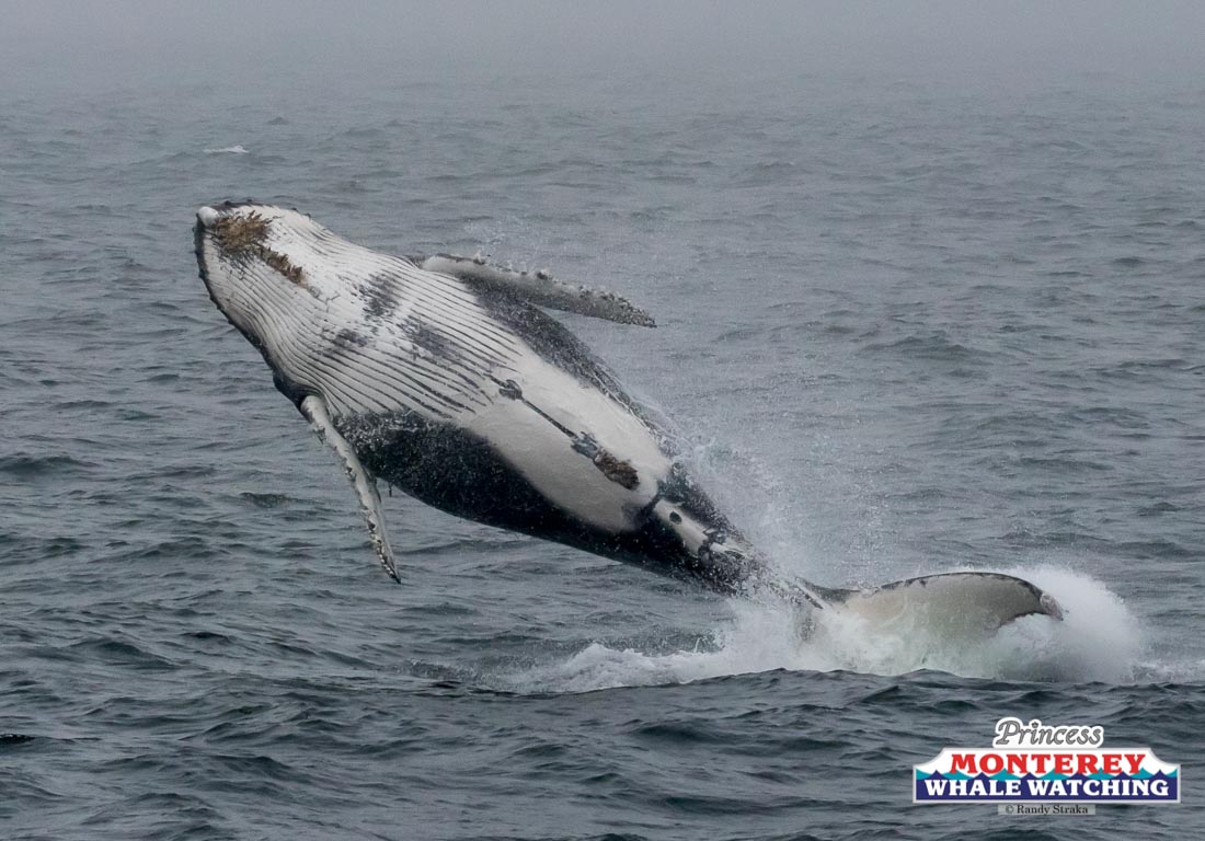 a bird flying over a body of water