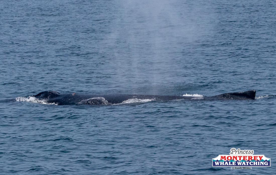 a whale swimming in a body of water
