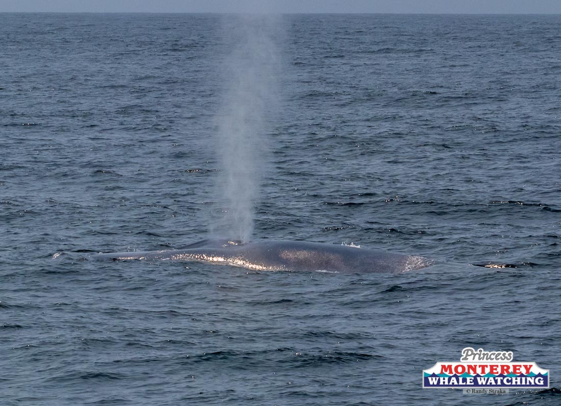 a whale jumping out of the water