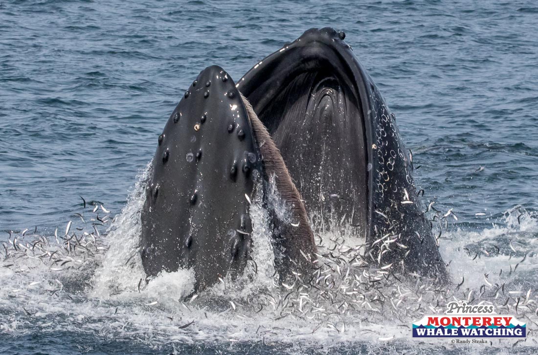 a whale jumping out of the water
