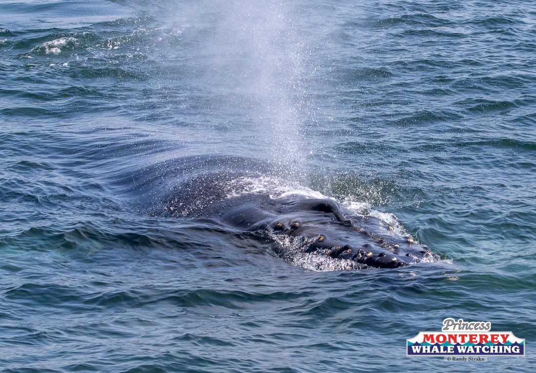 a whale jumping out of the water