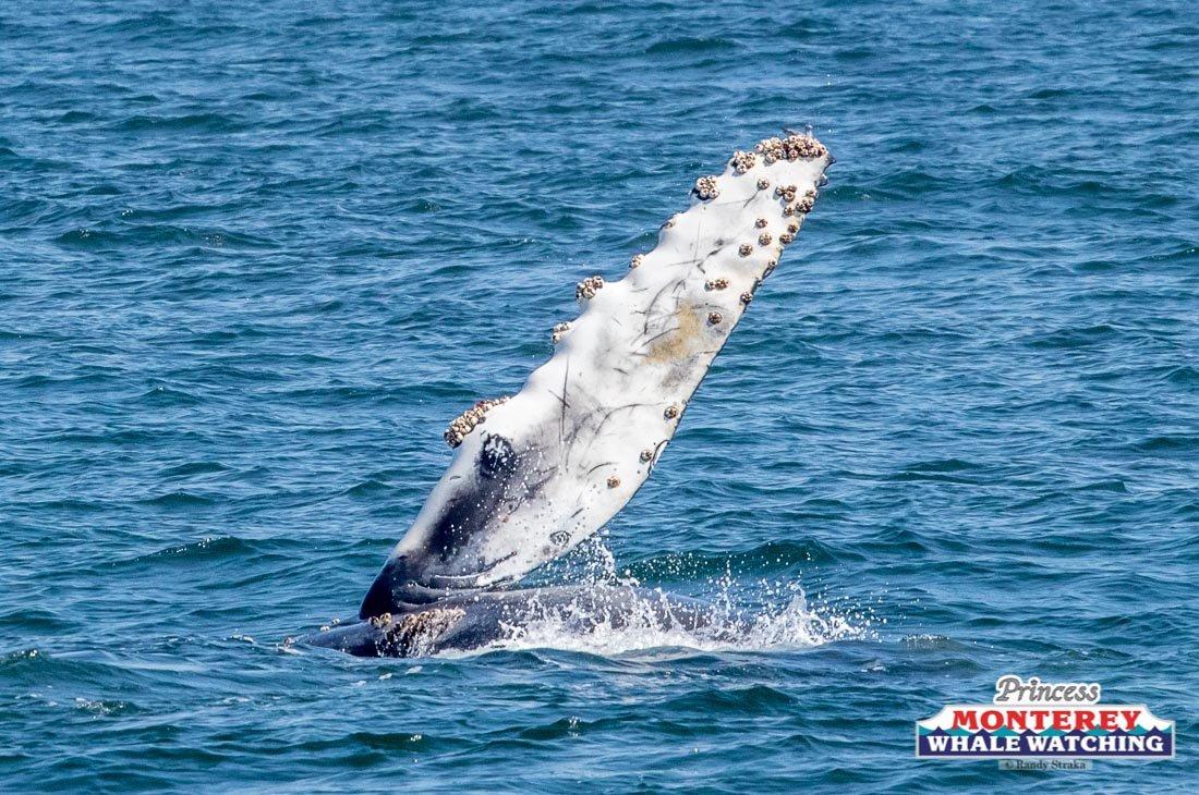 a man flying through the air over a body of water