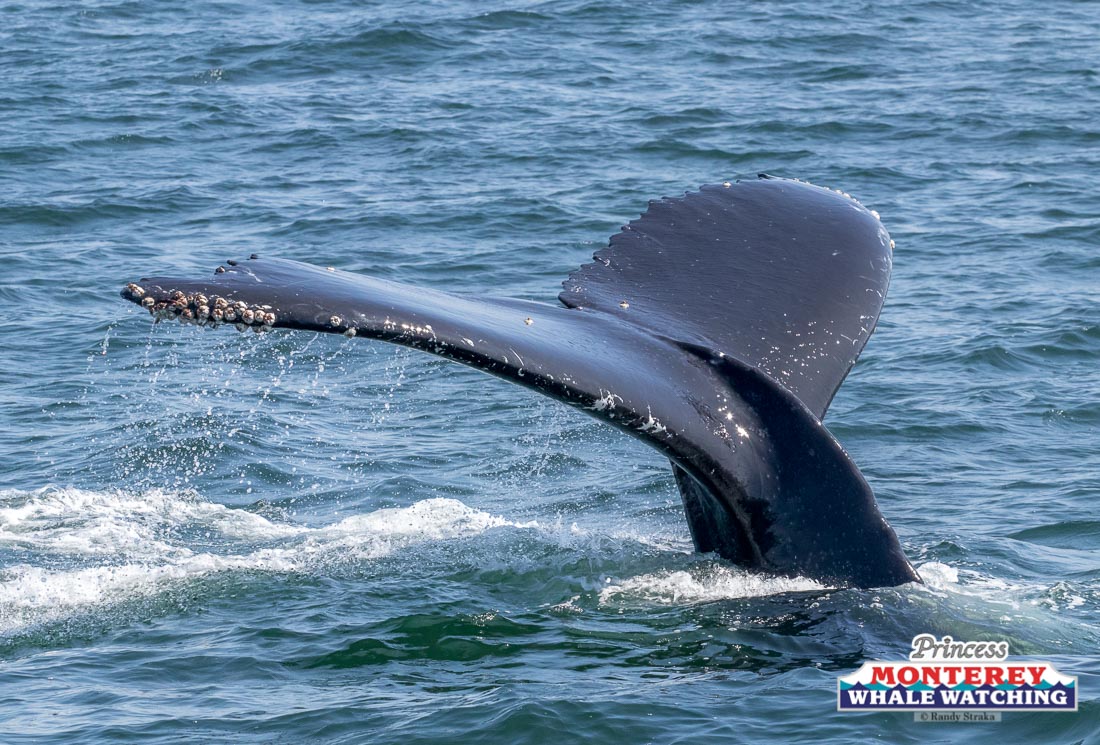 a whale jumping out of the water