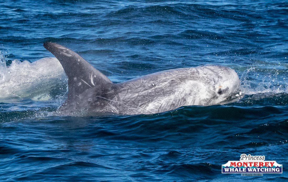 a whale jumping out of the water