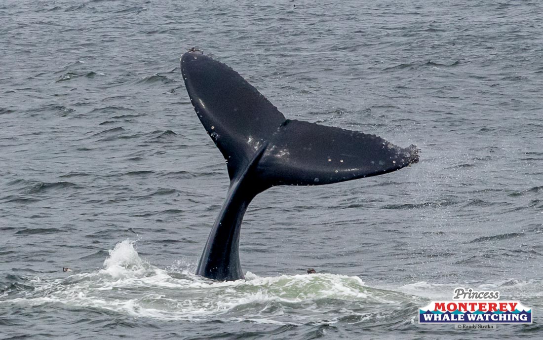 a whale jumping out of the water