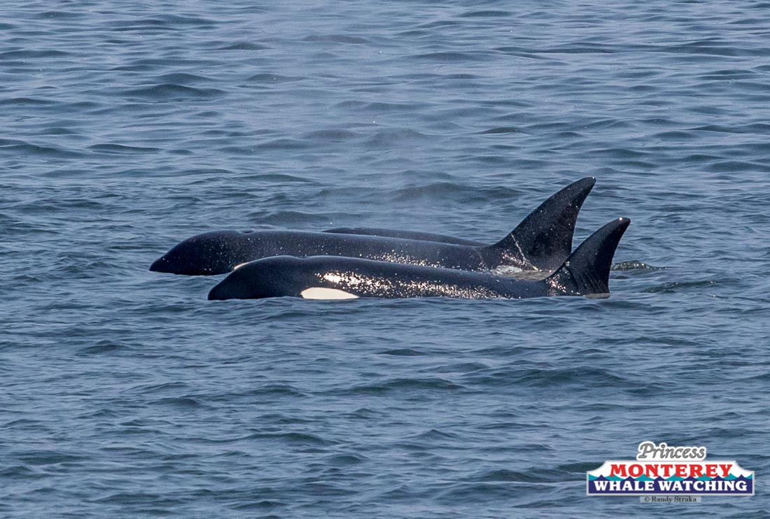 a whale swimming in a body of water