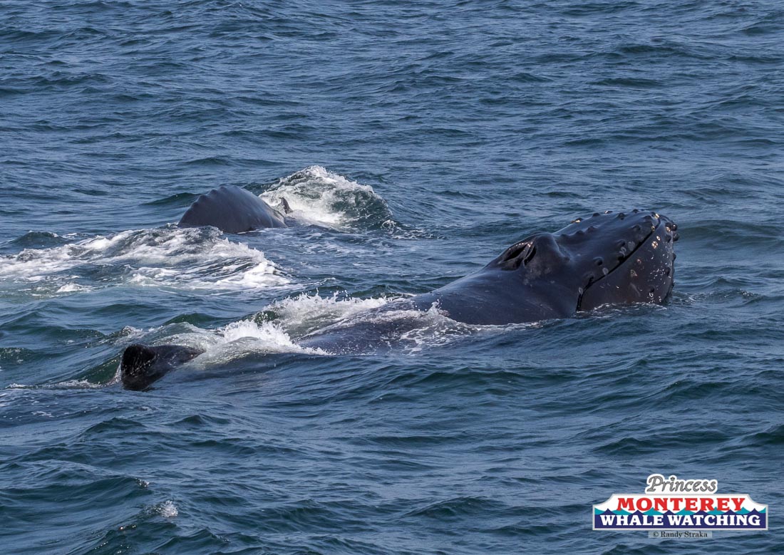 a whale jumping out of the water