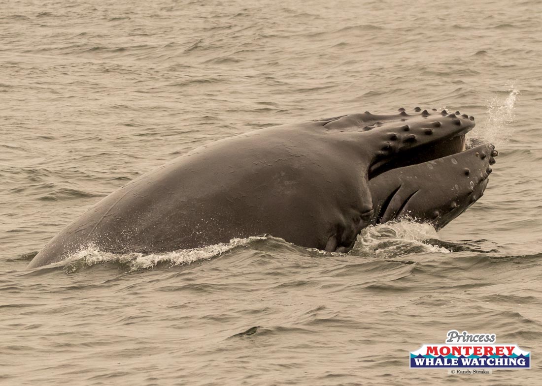 a whale jumping out of the water