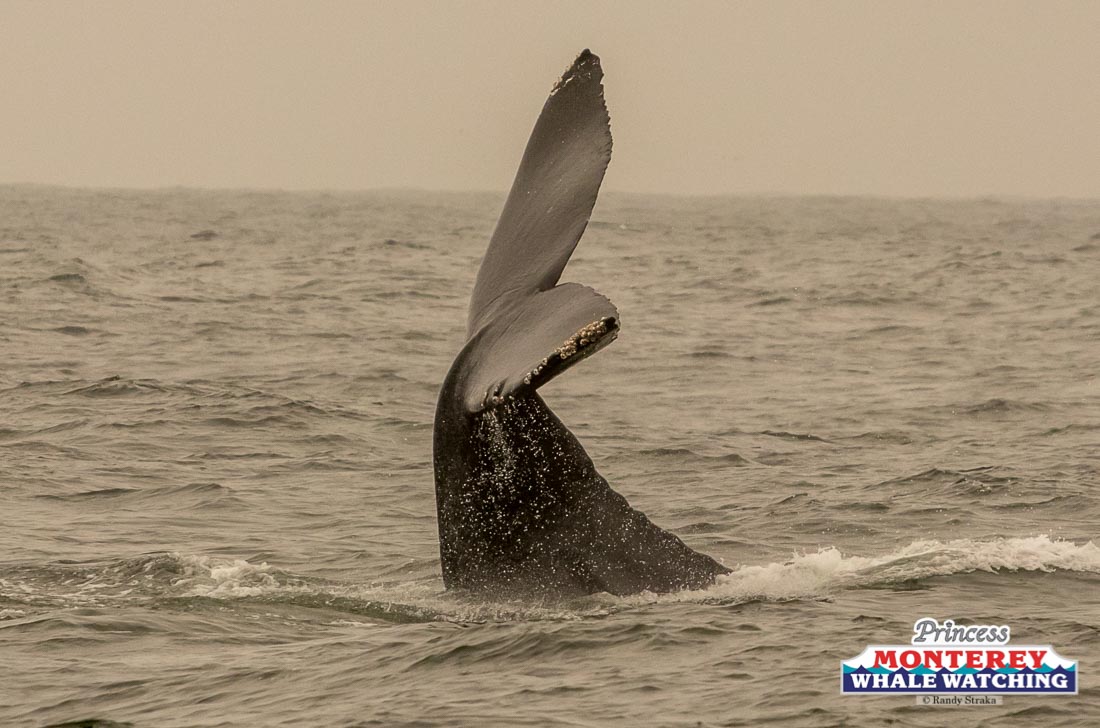 a whale jumping out of the ocean