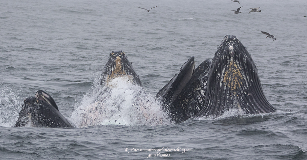 a whale jumping out of the water