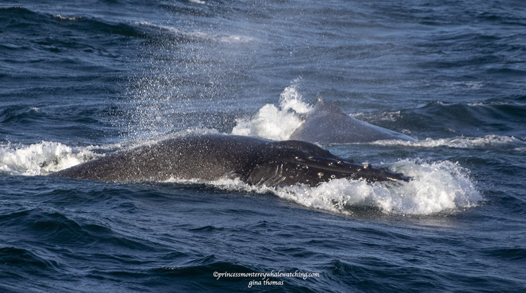 a whale jumping out of the water