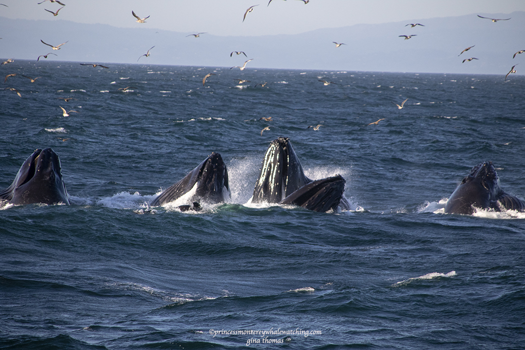 a flock of seagulls flying over a body of water