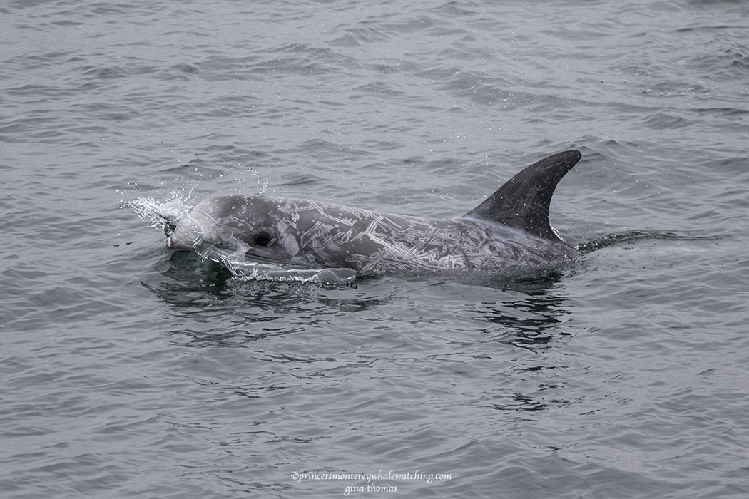 a dog swimming in a body of water