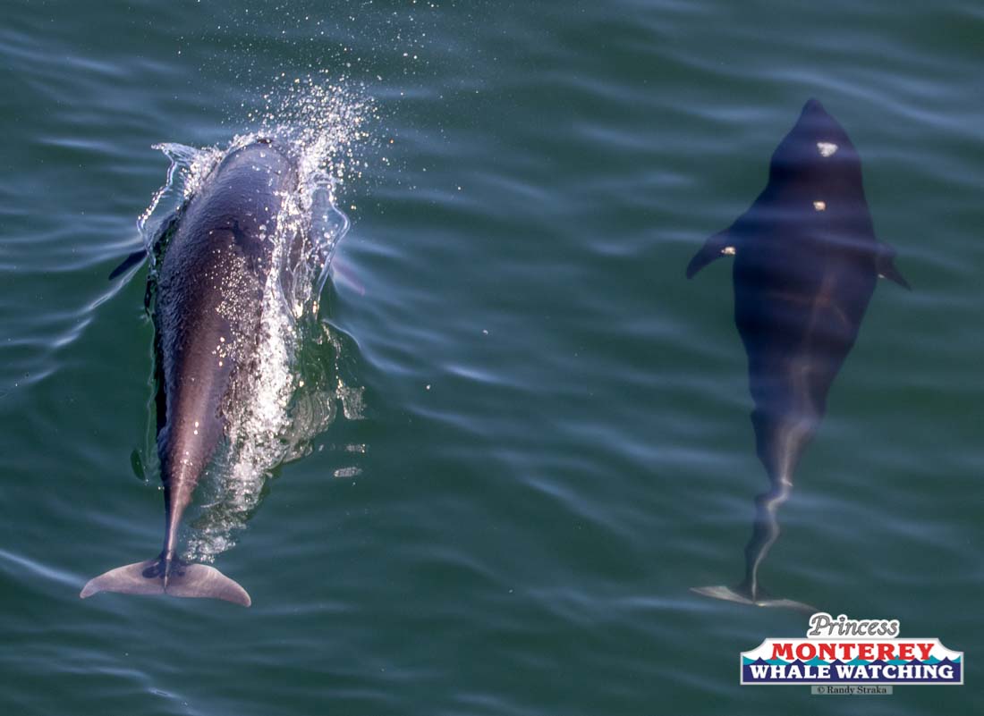 a fish swimming under water