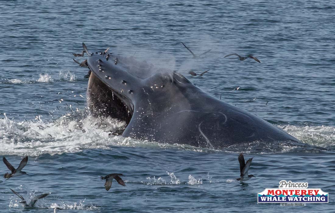 a whale jumping out of the water