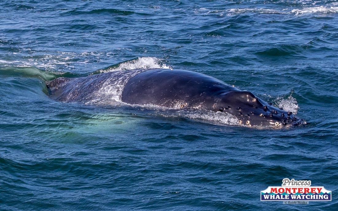 a whale jumping out of the water