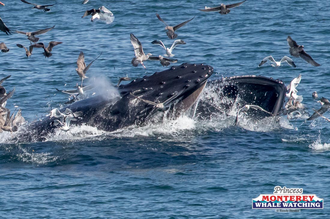 a flock of seagulls are swimming in a body of water
