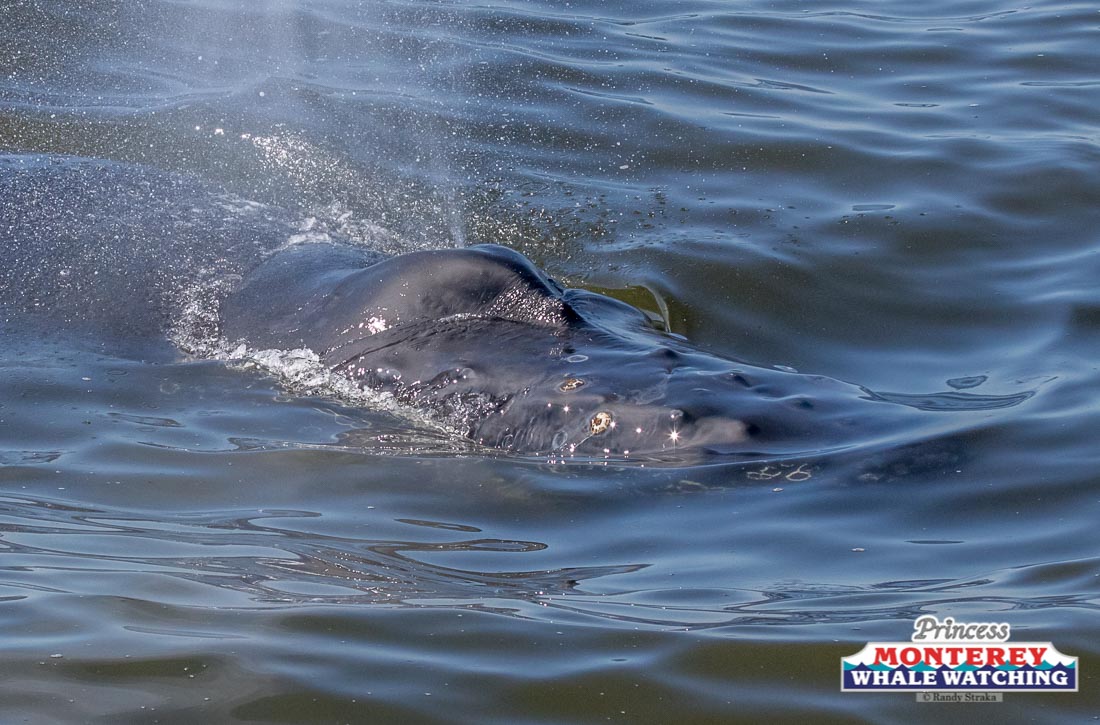 an animal swimming in the water