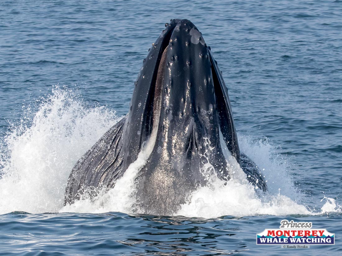 a whale jumping out of the water