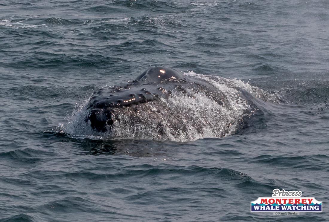 a whale jumping out of the water