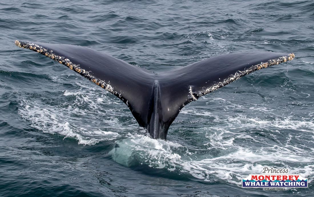 a whale jumping out of the water