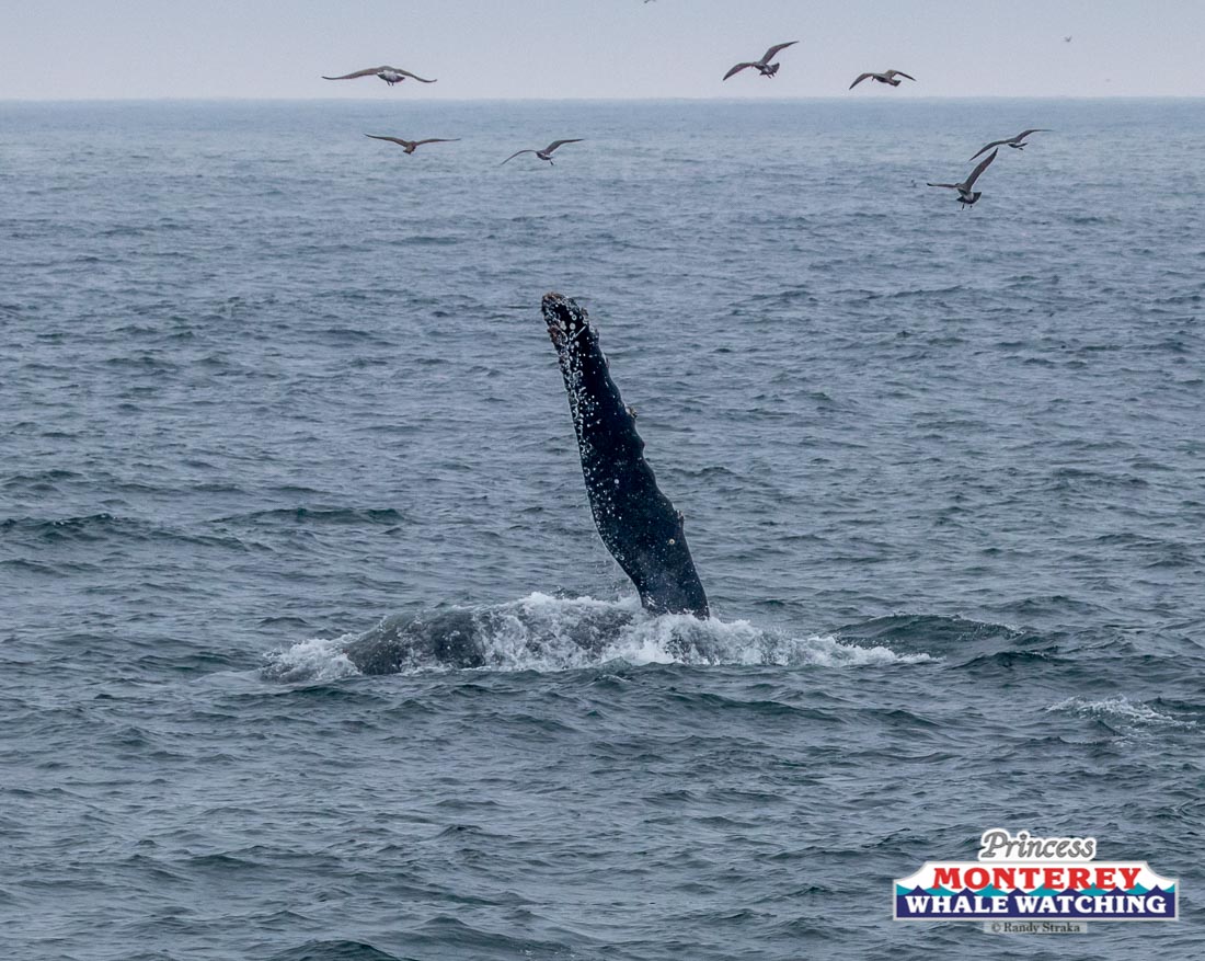 a bird flying over a body of water