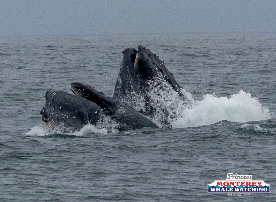 a whale jumping out of the water