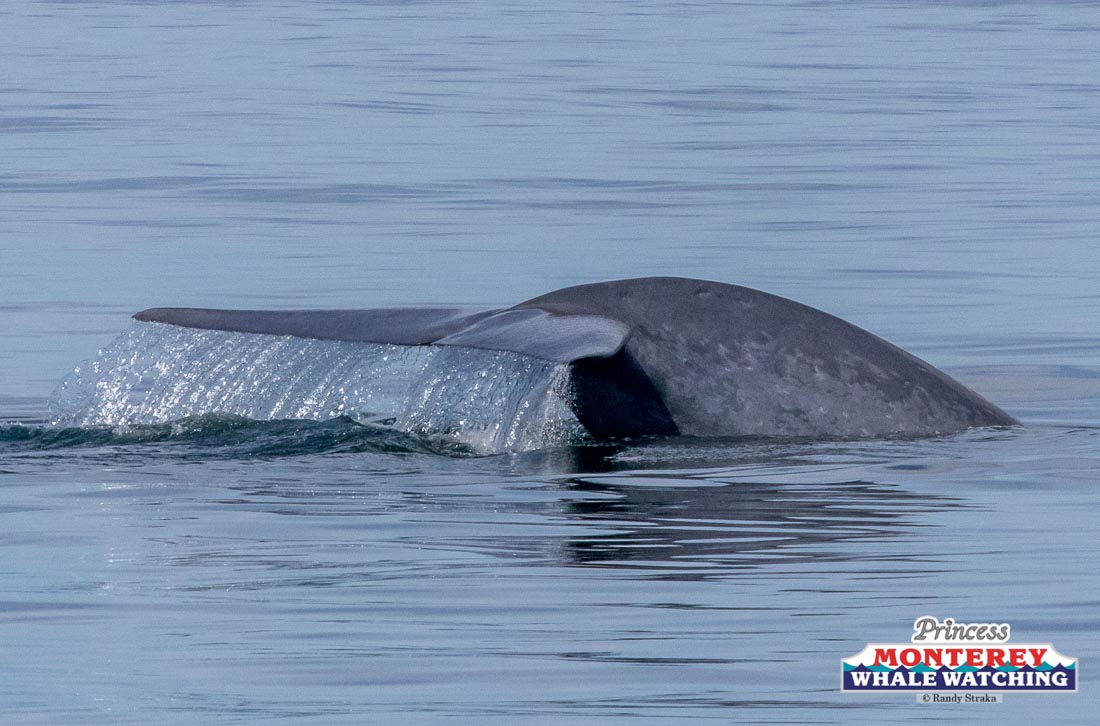 a whale swimming under water