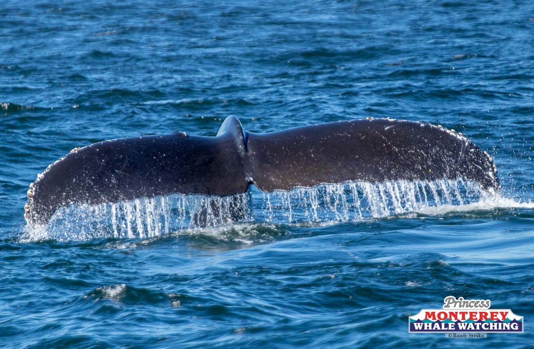 a whale jumping out of the water