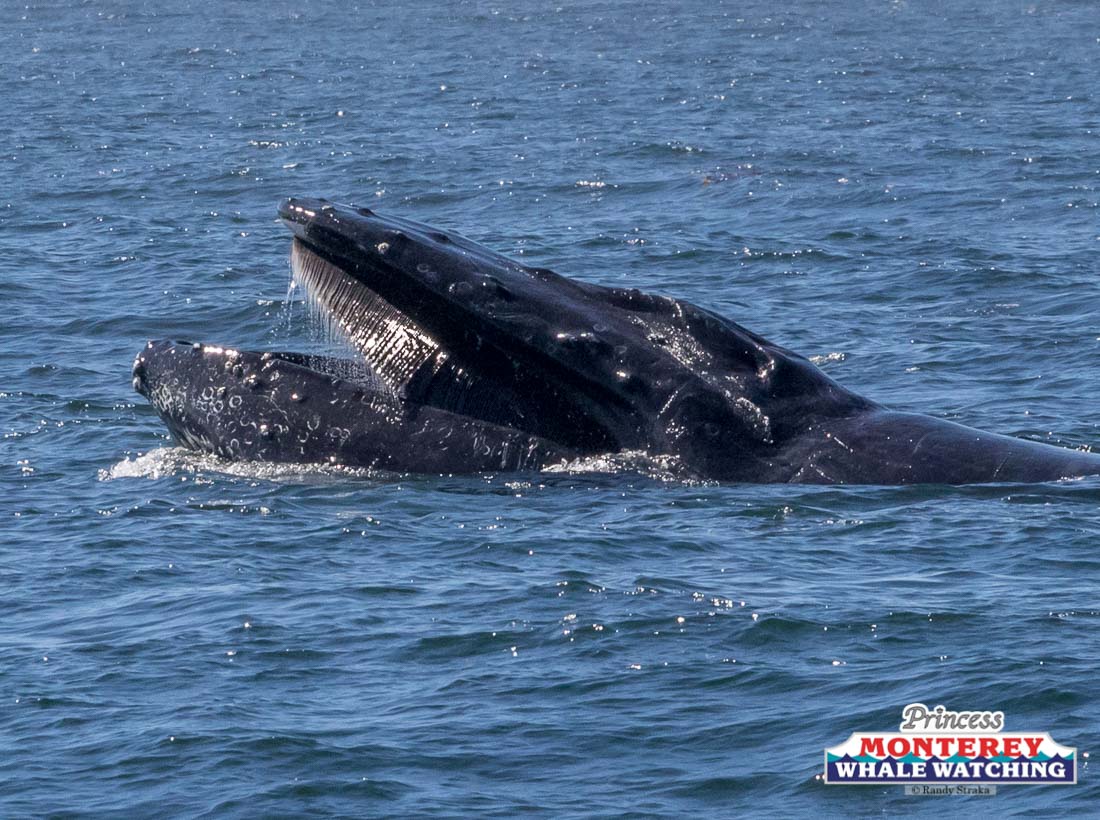 a whale jumping out of the water