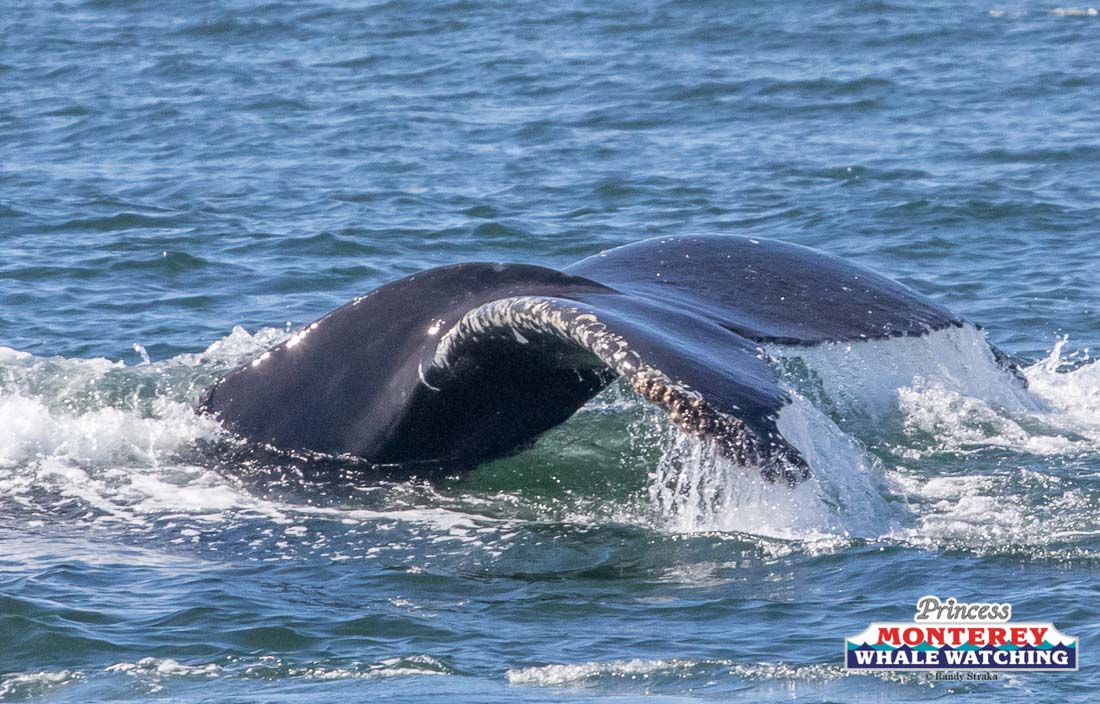 a whale jumping out of the water
