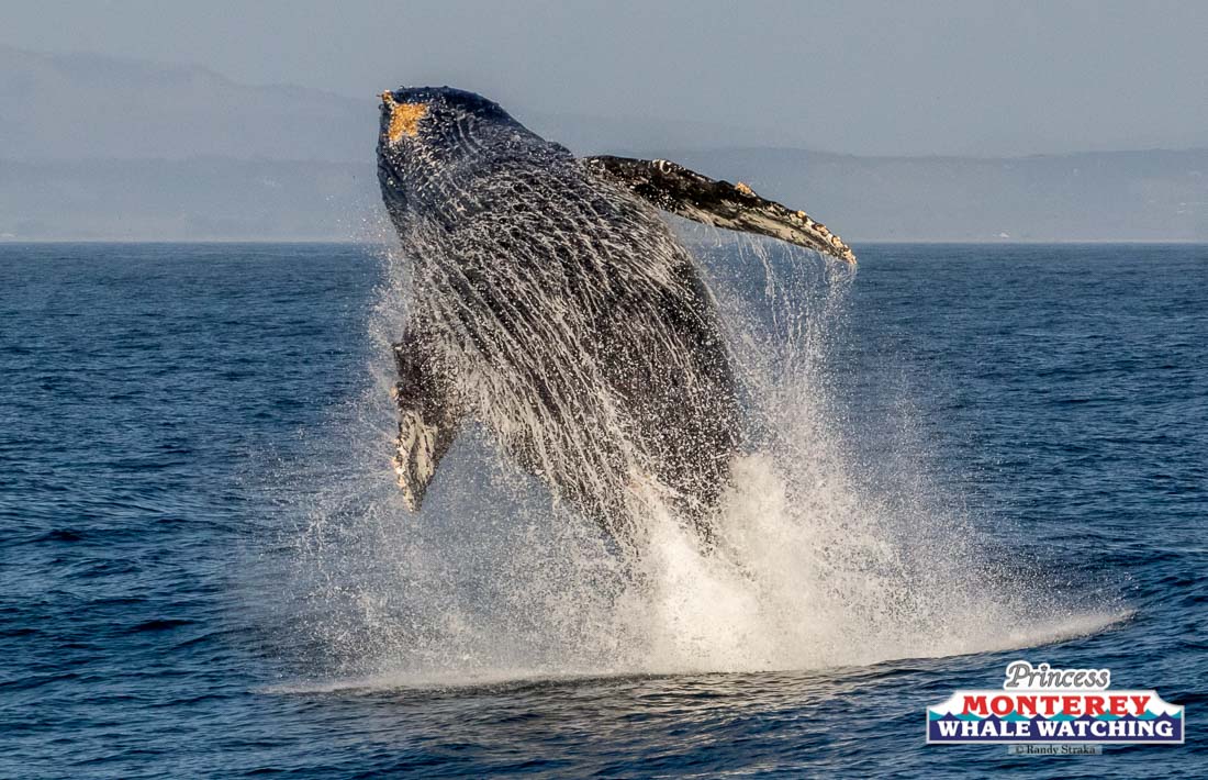 a man flying through the air while riding a wave in the ocean