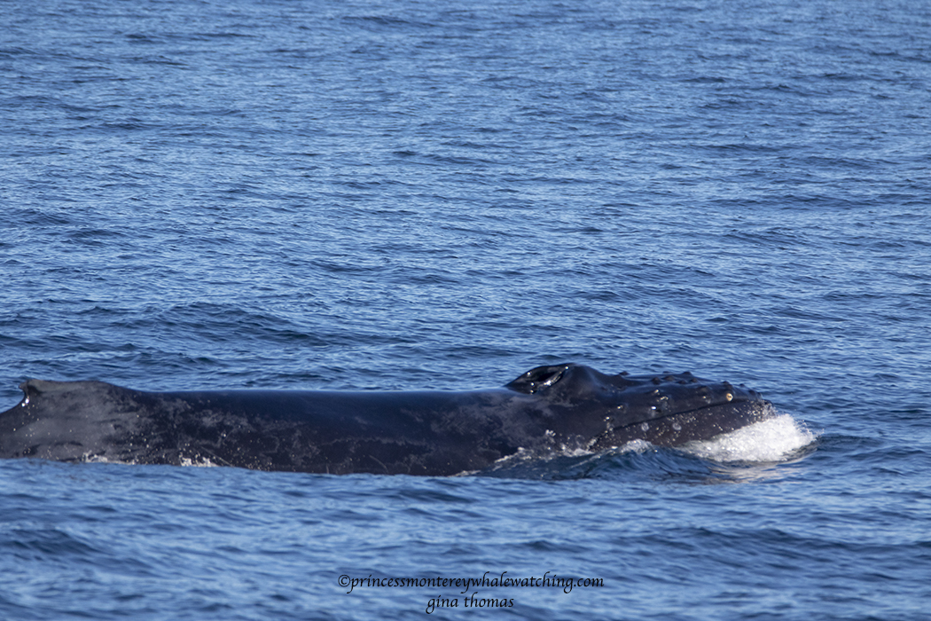 a whale jumping out of the water
