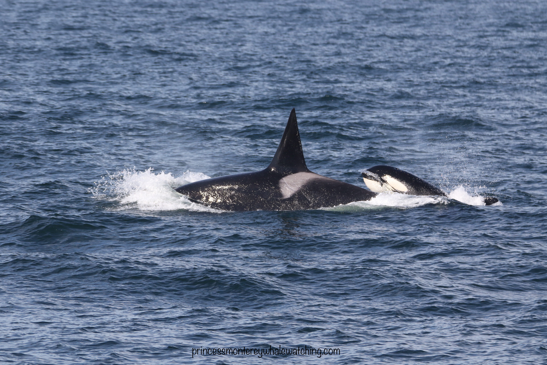 a whale jumping out of the water