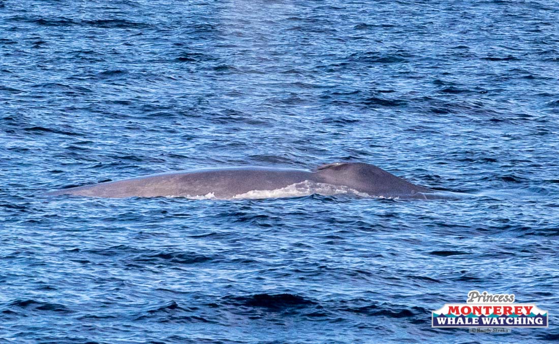 a whale jumping out of the water