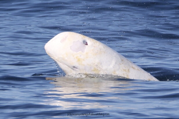 E47D330B-E74A-4C23-A415-B1A65ECCB812 a polar bear swimming in a body of water
