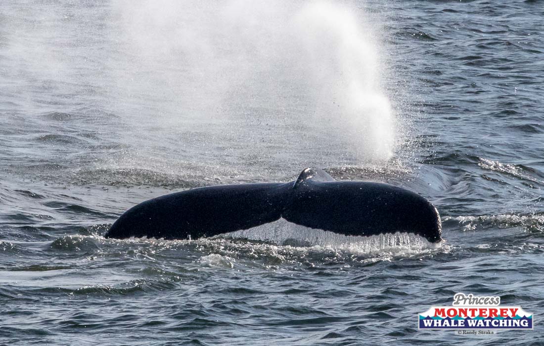 a whale jumping out of the water