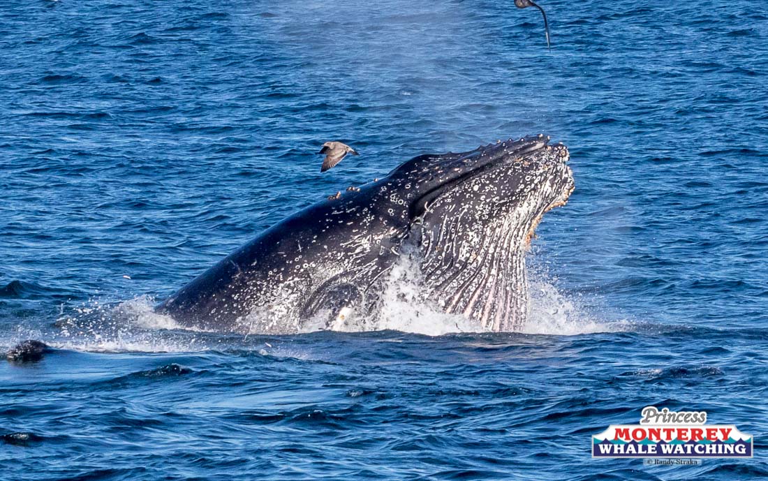 a whale jumping out of the water