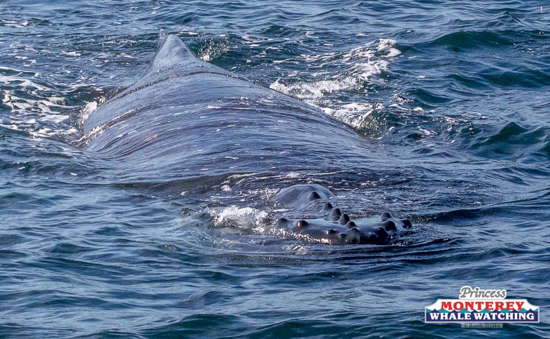 a whale jumping out of the water