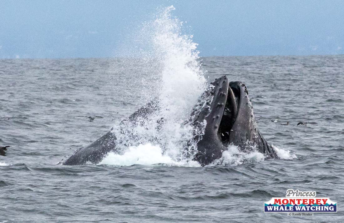 a whale jumping out of the water